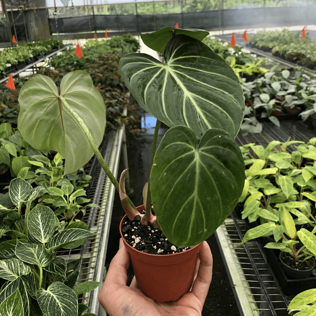 Potted plant held in a greenhouse with other plants from House of Agave.