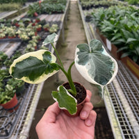 Hand holding a small potted plant with variegated leaves in a greenhouse setting.