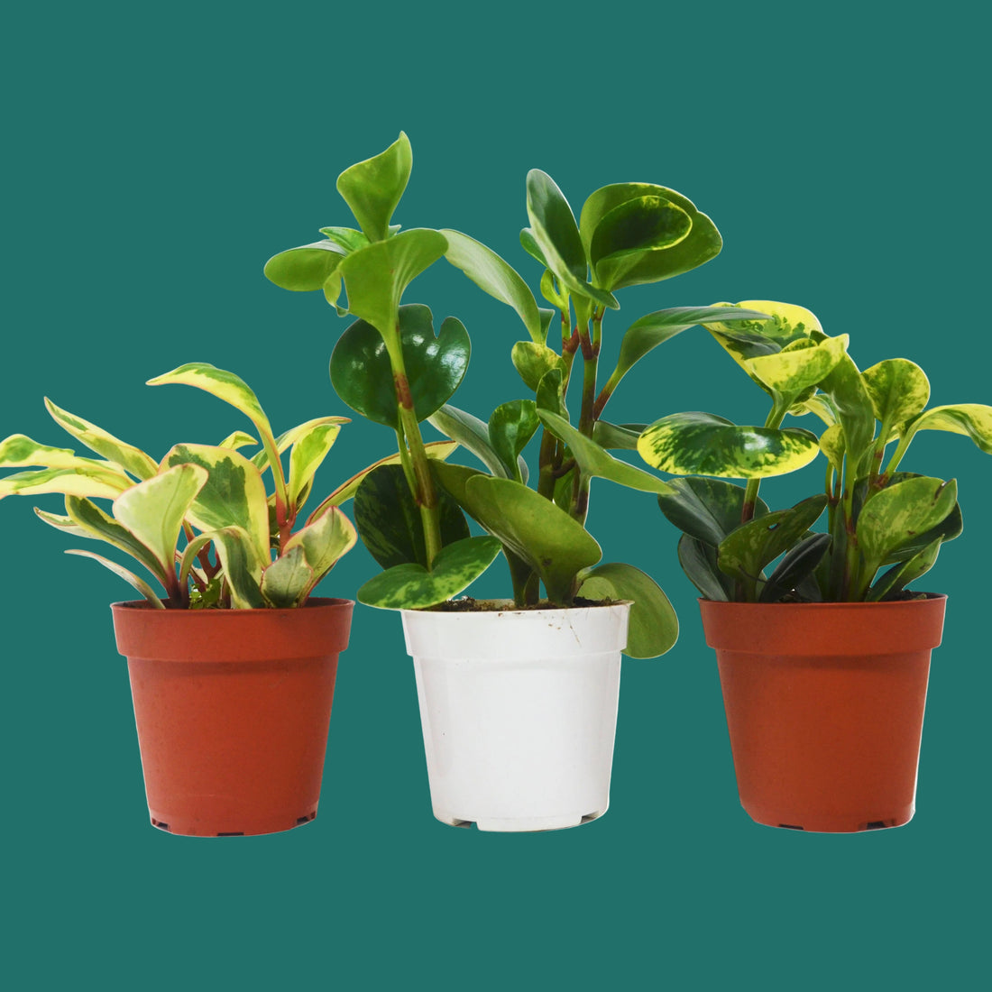 3 Different Peperomia Plants in 4" Pots - Baby Rubber Plants - House Plant Shop