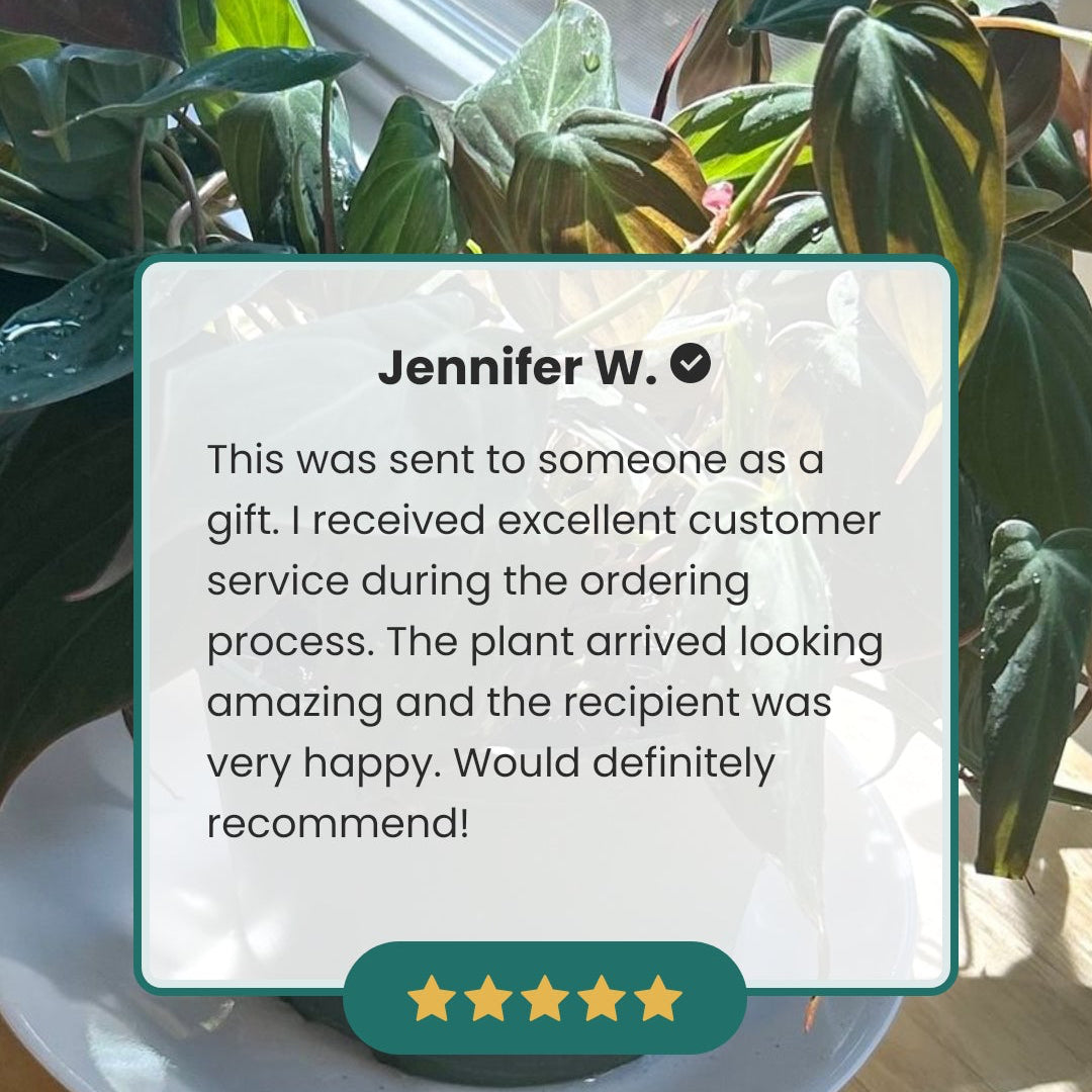 A product review card showing a potted houseplant on a wooden table, with a five-star rating and a review text signed by Jennifer W. on a light gray background.