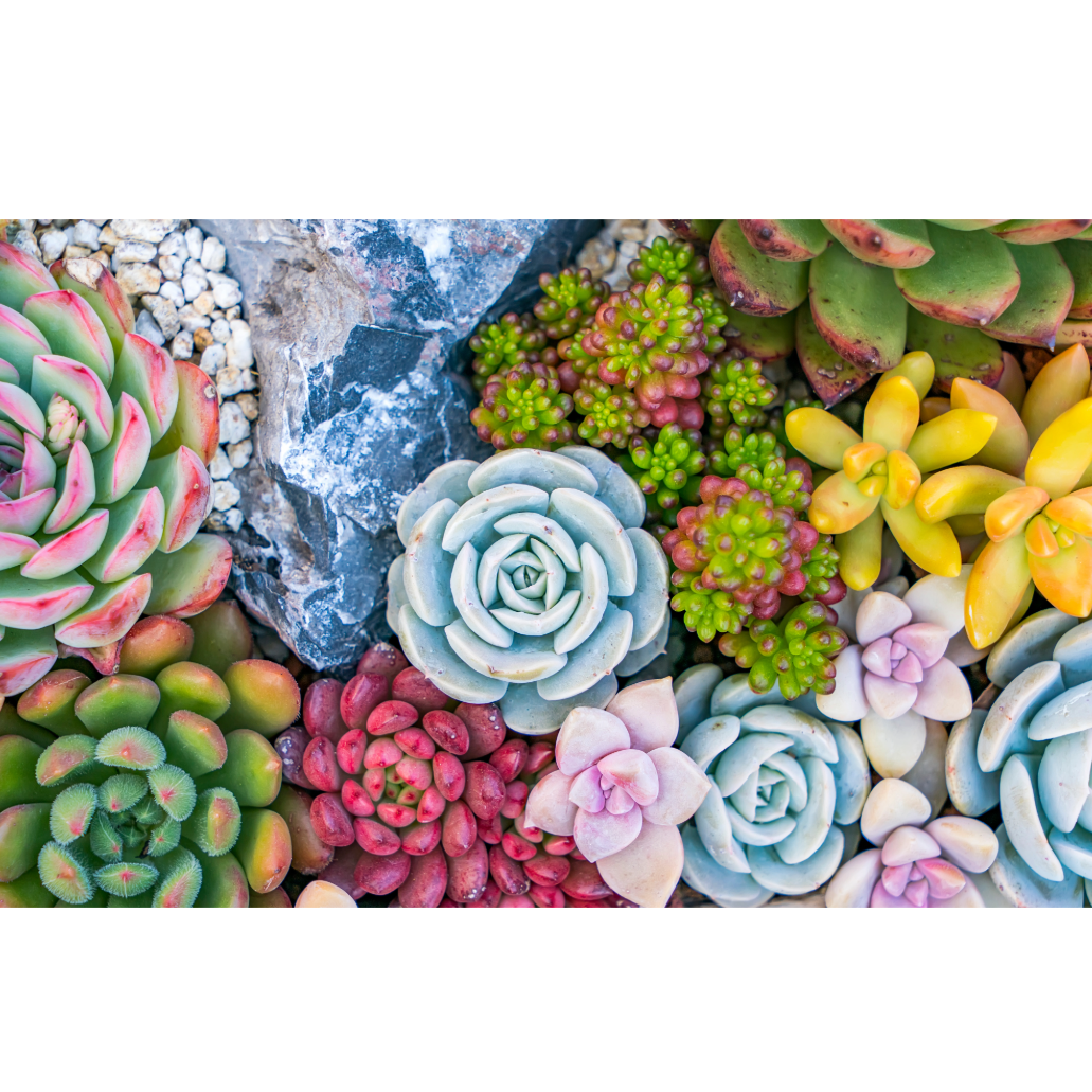 Colorful rosette succulents arranged on a white background.
