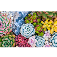 Colorful rosette succulents arranged on a white background.