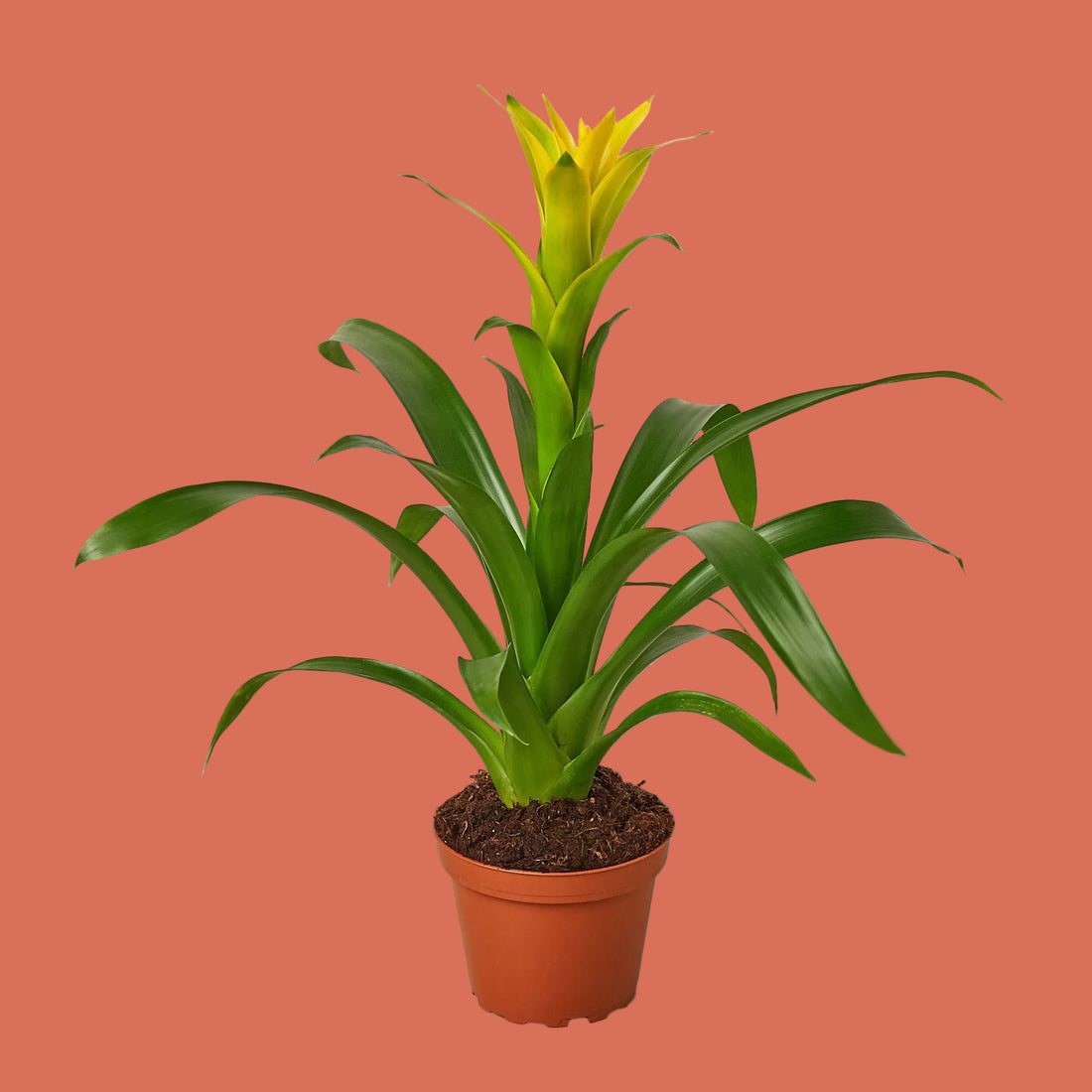 Potted plant with green leaves and a yellow flower on a white background
